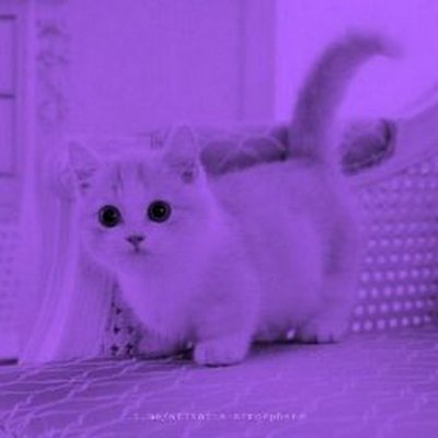 Милые фиолетовые котики