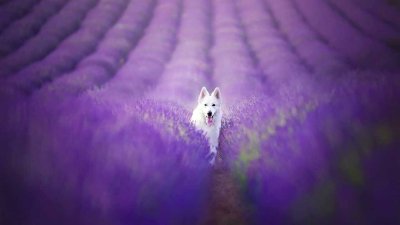 Животные в лавандовом поле