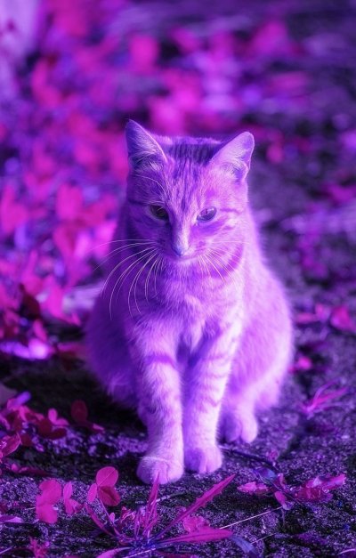 Фиолетовый котенок