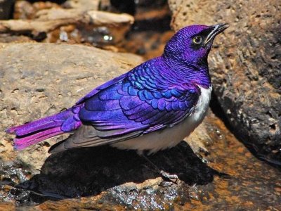 Аметистовый короткохвостый скворец