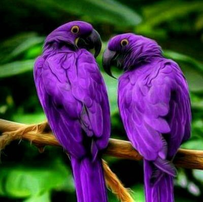 Попугаи неразлучники Какаду