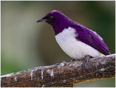 Аметистовый короткохвостый скворец