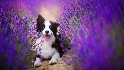 Лавандовая бордер колли