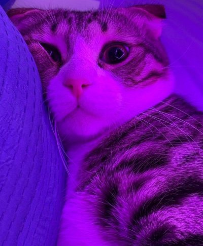 Котик на фиолетовом фоне