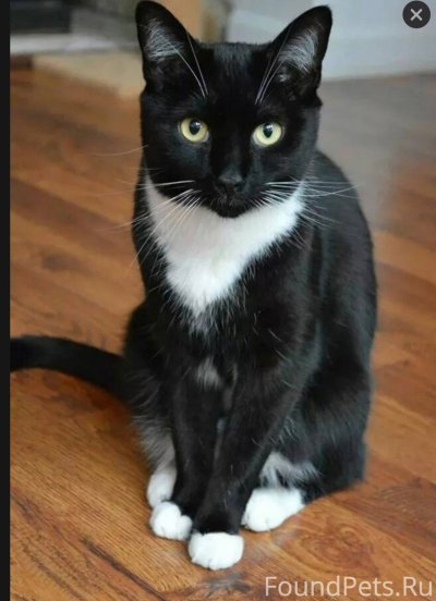 Бомбейская кошка с белой грудкой