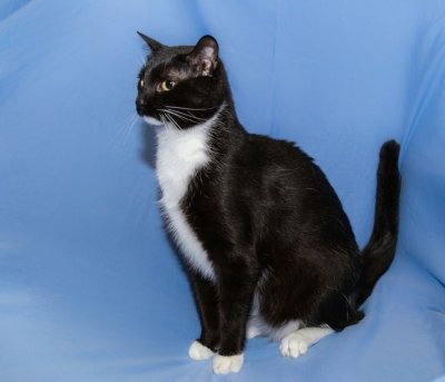 Сибирская биколор короткошерстная