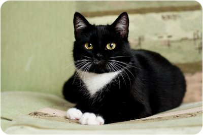 Сибирская биколор короткошерстная кошка