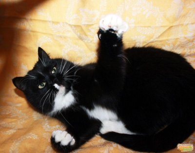 Вислоухие котята черно белые