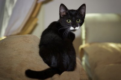 Европейская короткошерстная кошка чёрно белая