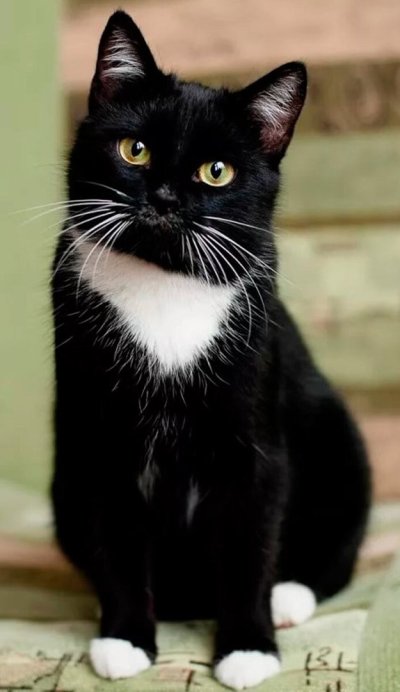 Бомбейская кошка с белой грудкой