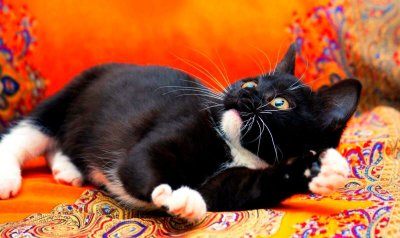 Черно белый кот