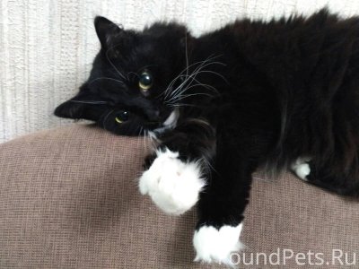 Котик черный с белыми лапками
