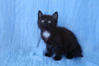 Котенок черный с белой г