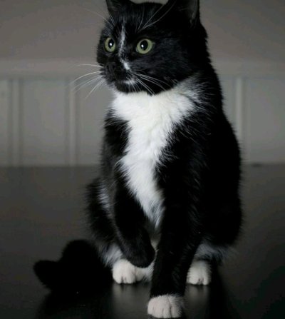 Американская короткошёрстная кошка черно белая
