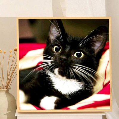 Кошки на рабочий стол