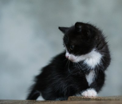 Котик черно белый