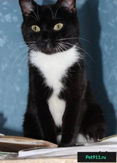 Бомбейская кошка с белой грудкой