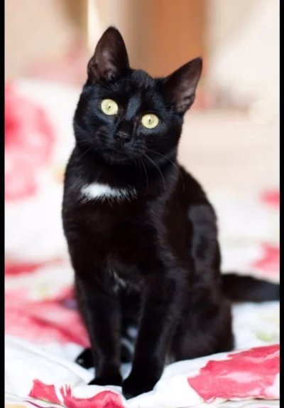 Бомбейская порода кошек