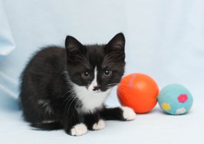 Черный кот с белыми лапками