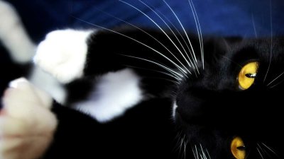 Красивый черный кот