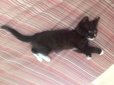 Черный котенок с белой грудкой