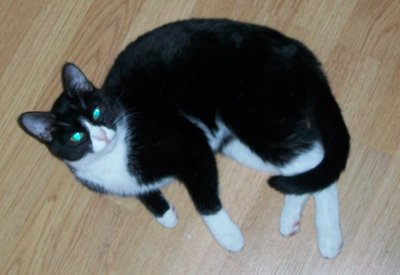 Черный с белым кот гладкошерстный