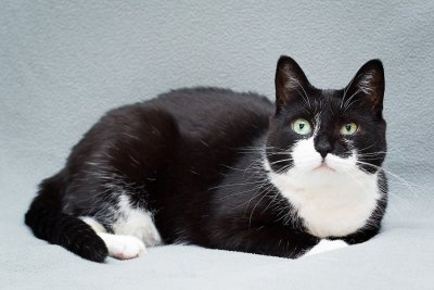 Черно белая кошка