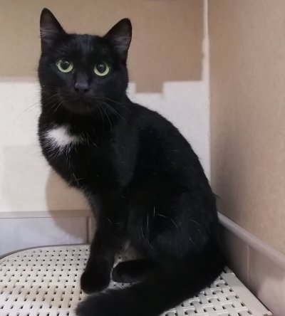 Бомбейская кошка черно белая