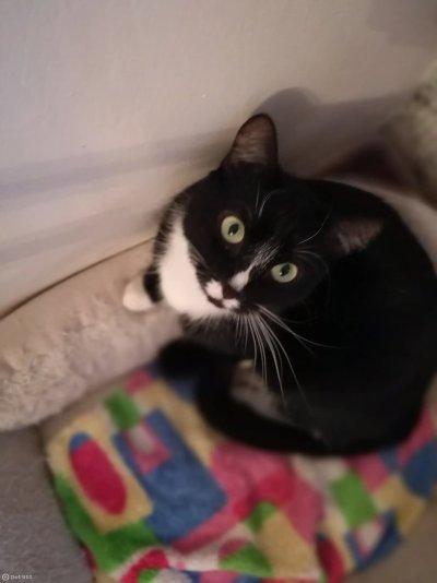 Ко мани кошка немного лоб черные