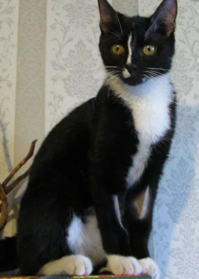 Кошка белая с черными пятнами порода