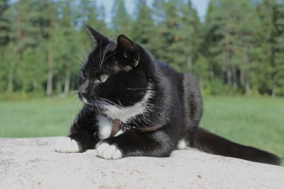 Черная кошка с белой грудкой