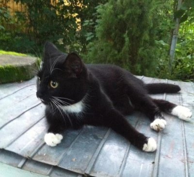 Черная кошка с белыми лапками