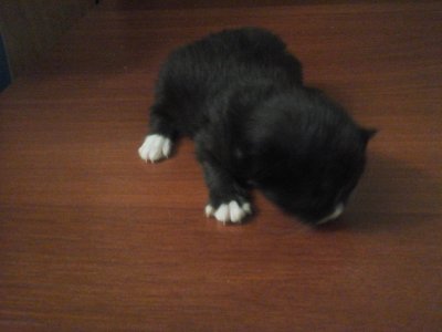 Новорожденный черный котенок