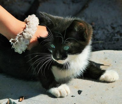 Черный кот с белыми лапками