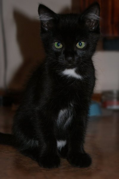 Бомбейская чёрная кошка с белой грудкой