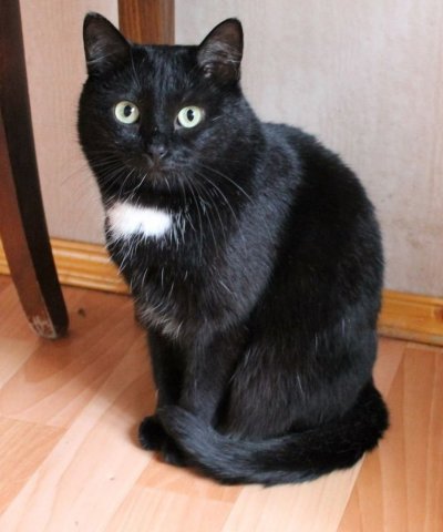 Бомбейская кошка с белой грудкой