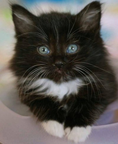 Черно белый пушистый кот