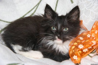 Черный котенок с белыми лапками и грудкой