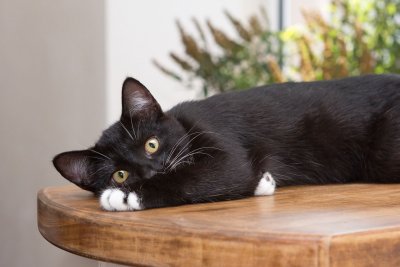 Черный котенок с белыми лапками