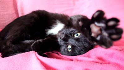 Черный котенок с белым галстуком