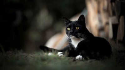 Белая кошка с черными лапами