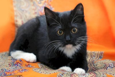 Британская короткошёрстная кошка черно белая