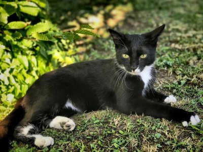 Черная кошка с белой грудкой