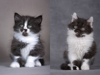 Рагамаффин окрасы