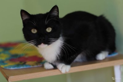 Черная кошка с белой грудкой