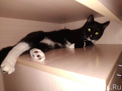 Чёрная кошка с белой грудкой и лапками