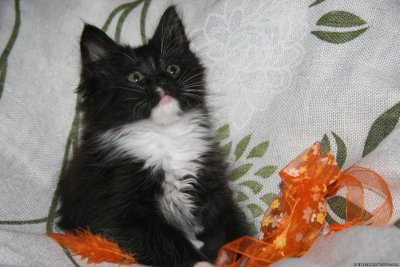 Черный котенок с белыми лапками и грудкой