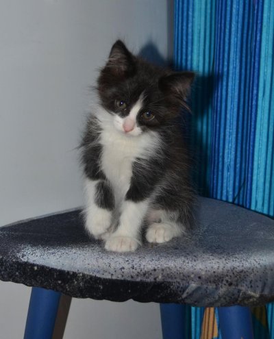 Черный котенок с белыми лапами