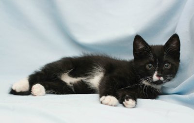 Чёрная кошка с белой грудкой порода