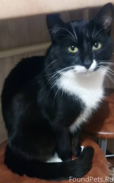 Европейская короткошёрстная кошка черно белая кошка